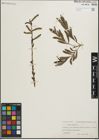 Foto von Salix purpurea L.